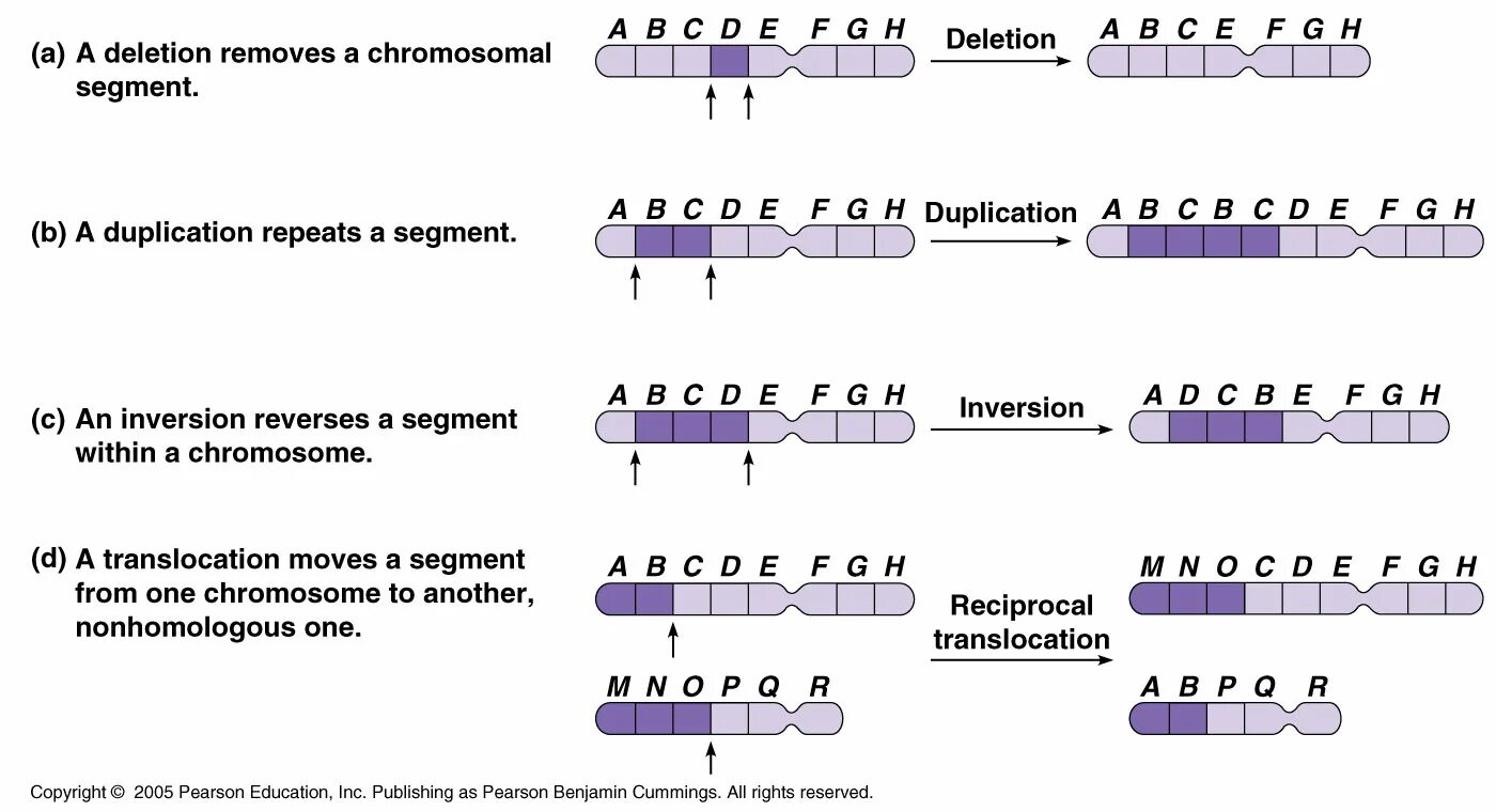 Транскрипция мутация. Дупликация . Инверсия . Делеция . Инверсия . Транслокация. Хромосомные мутации делеция дупликация инверсия транслокация. Делеция хромосомы мутация. Делеция дупликация инверсия транслокация.