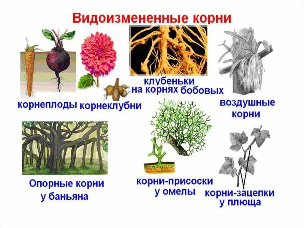 Опорная функция растения. Видоизмененные корни растений таблица.