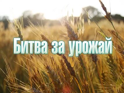 Одна из стадий битвы за урожай кроссворд