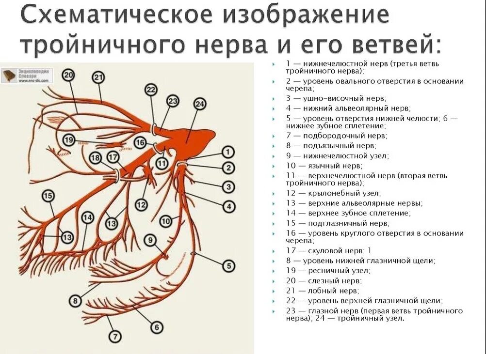 Тройничный черепной нерв. Ветви тройничного нерва анатомия. Ветви тройничного нерва схема. Топография ветвей тройничного нерва. Топография 1 ветви тройничного нерва.