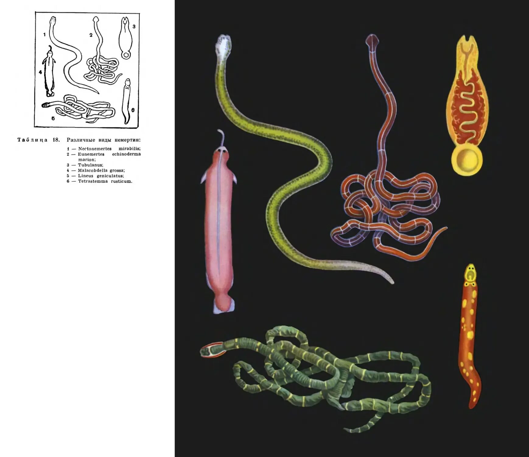 Паразитические черви имеют. Ленточные черви немертина.