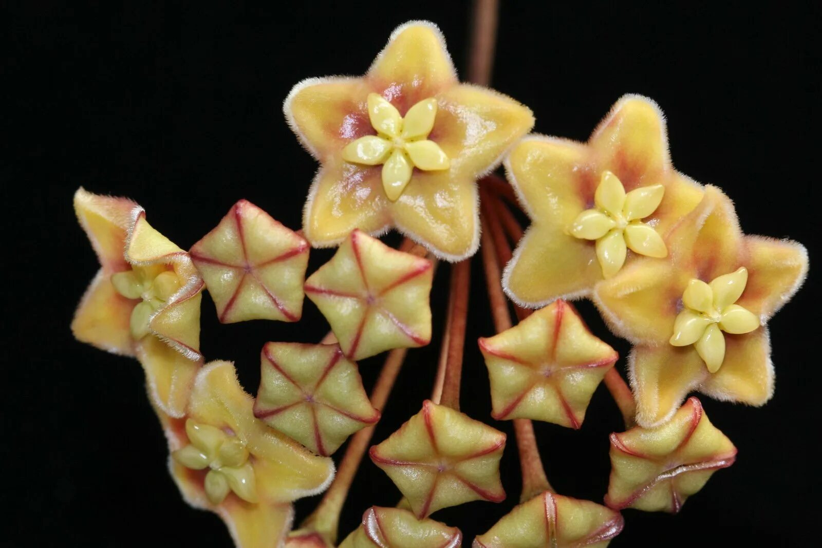 Хойя megalantha. Хойя клеменсиорум. Хойя cinnamomifolia. Хойя Hoya cinnamomifolia. Хойя пересадка