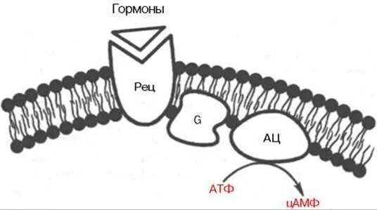 Строение цамф