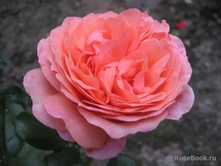 Розы флорибунда 'lions-rose. Корал лионс роуз. Корал лионс роуз. Корал лионс роуз. Корал лионс роуз.