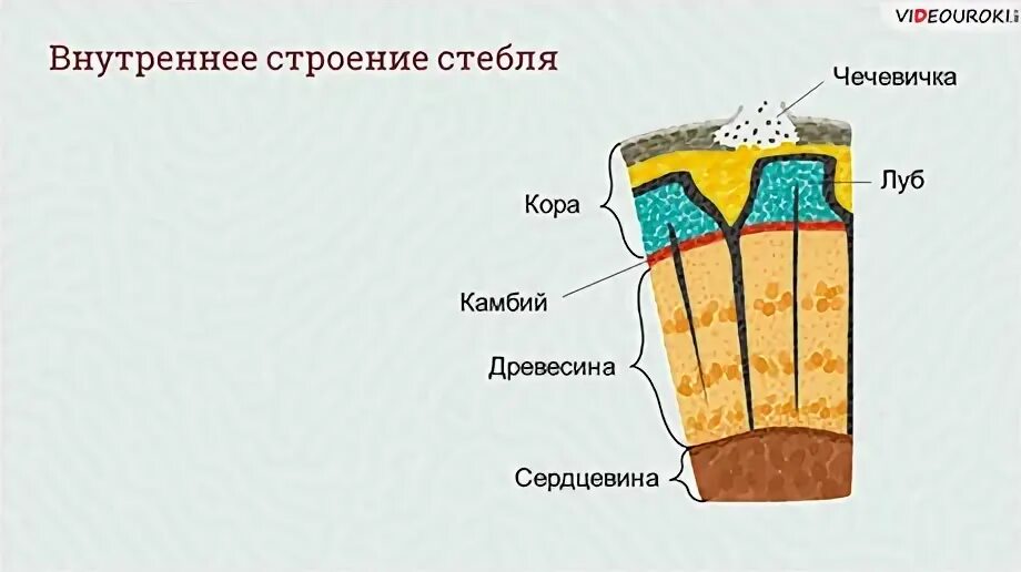 Перечислите основные функции стебля растения