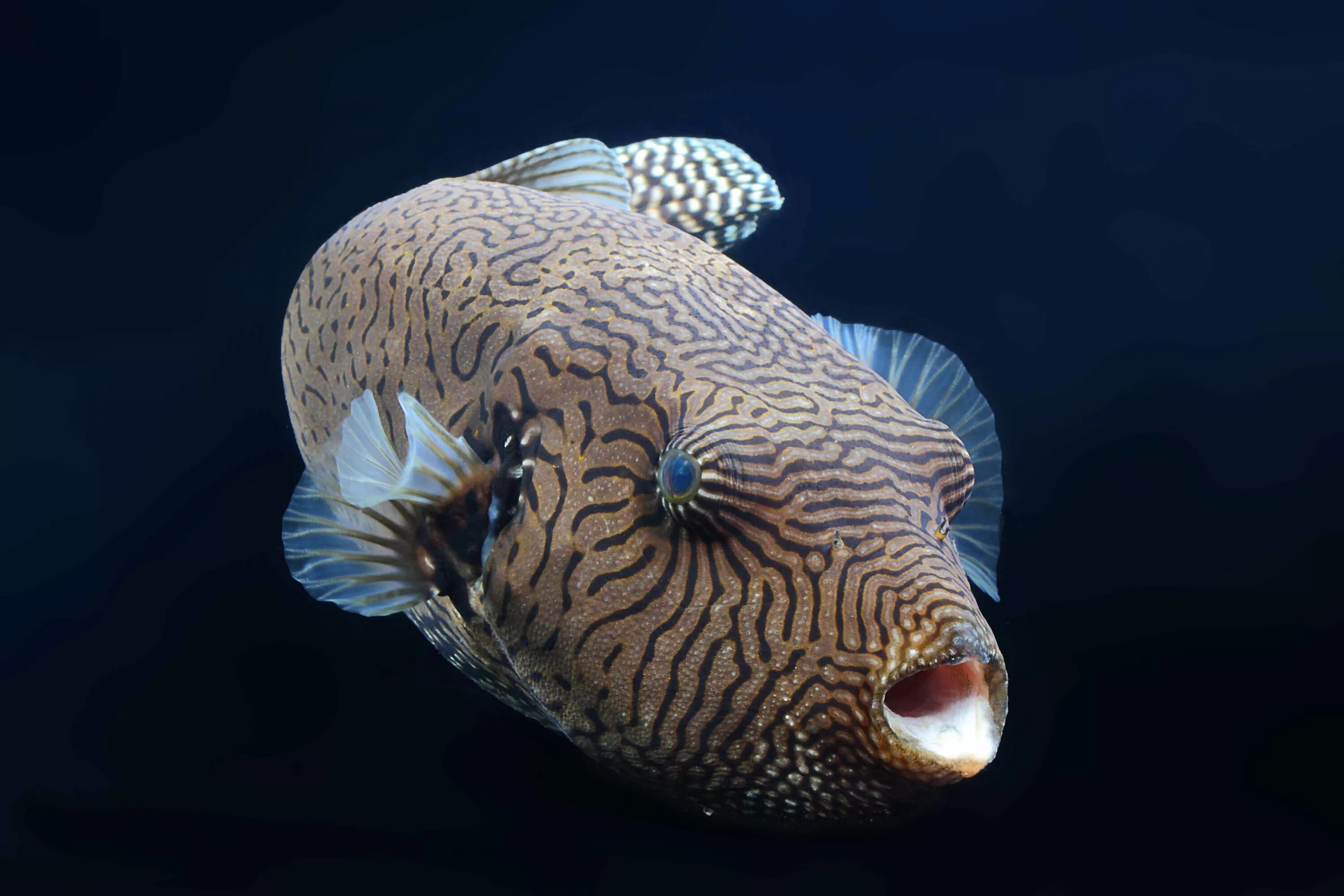 Мод pufferfish skills. Giant pufferfish. pufferfish s skills. pufferfish skin. pufferfish пустой фон.