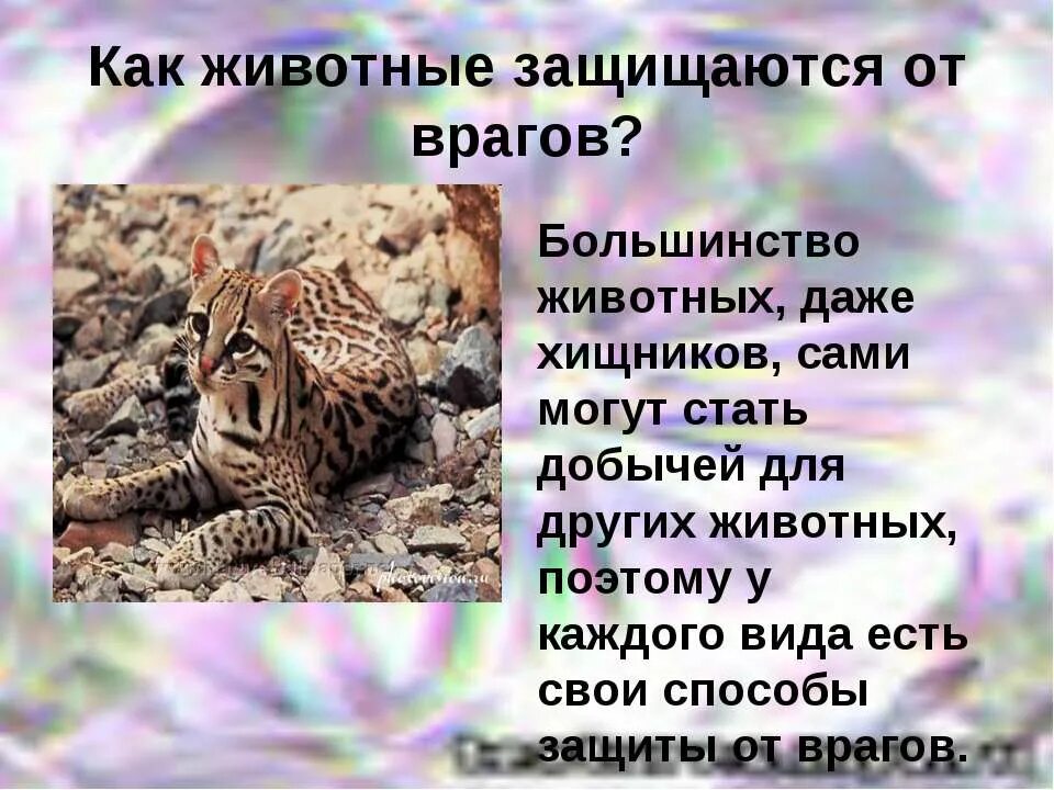 Как защищаются от врагов звери. Как защищается от врагов. Презентация на тему заяц. Как защищается от врагов. Как защищаются животные.