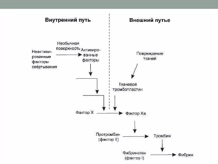 Ферменты свертывания крови. Схема внутреннего пути свертывания крови. Свертывающая система крови схема. Внешний путь свертывания крови схема. Схема свертывания крови образование сгустка.