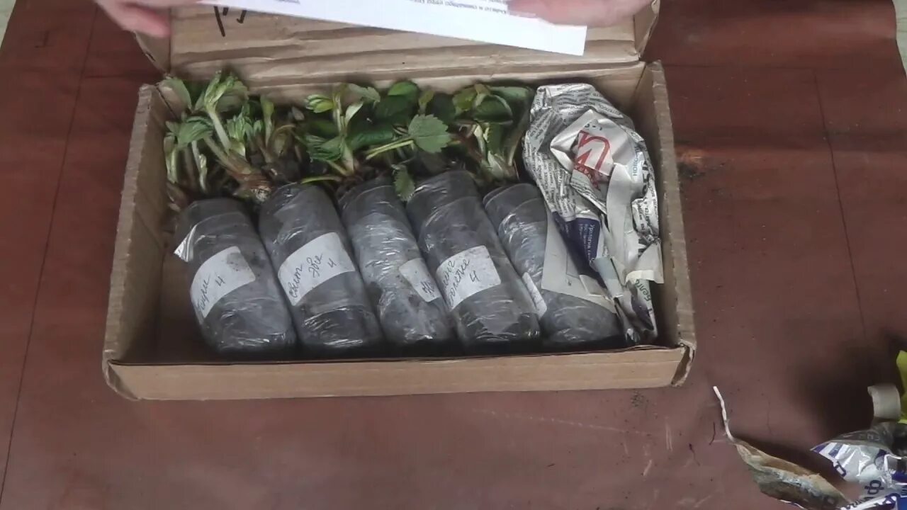 Пересылка саженцев почтой. Упаковка саженцев для пересылки. Упаковка саженцев. Пересылка саженцев почтой. Пересылка саженцев почтой.