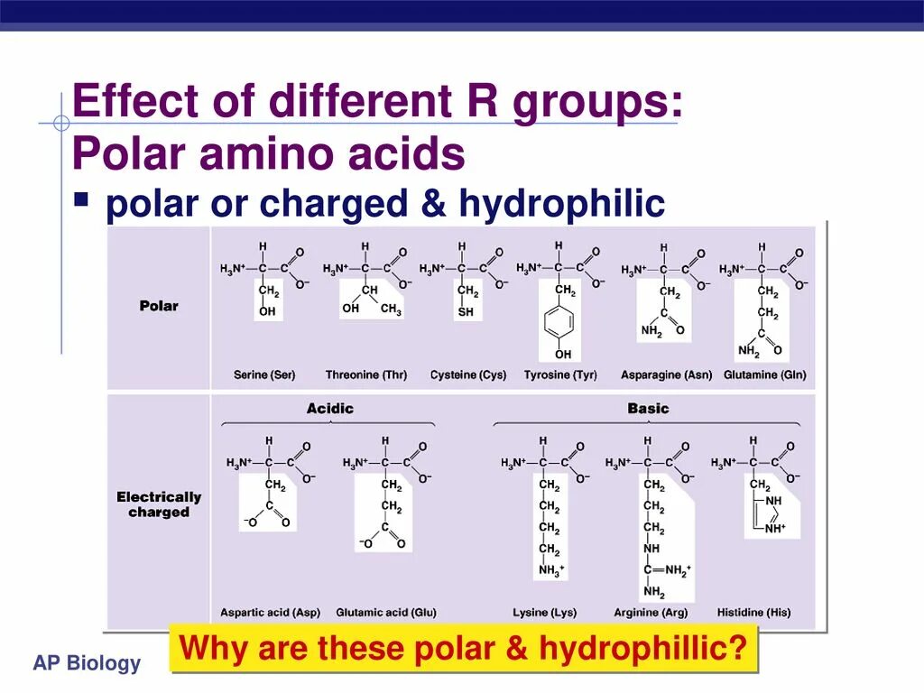 Polar Amino acids. Hydrophilic Amino acids. Amino acid Chain. Amino acid Groups. Different r