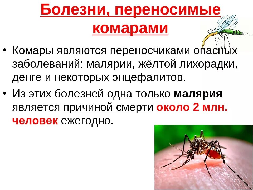 Какие инфекции передаются через укусы кровососущих насекомых. Комары переносчики Денге. Комары являются переносчиками. Какие заболевания переносят комары. Малярийный комар переносчик.