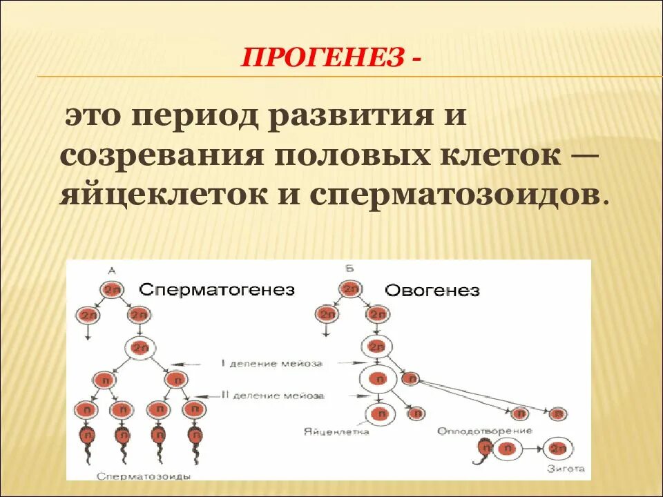 Прогенез. Период прогенеза. Сперматогенез и овогенез. Прогенез – это период.