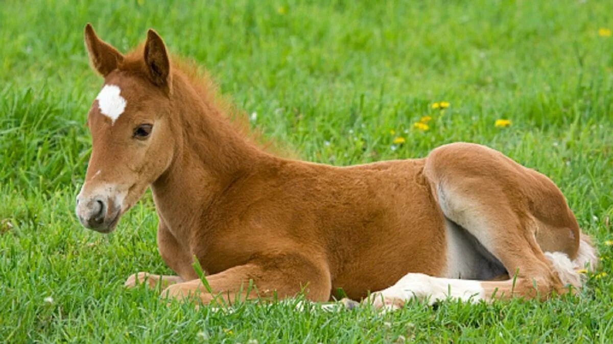Лошадь валяется. Показать фотографию лошадь мама. Жеребенок лежит. Рыжая лошадь с жеребенком. Жеребята близнецы.