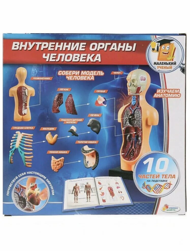набор "тело человека". набор для изучения анатомии для детей. детский теле набор. набор анатомия человека. детский теле набор.