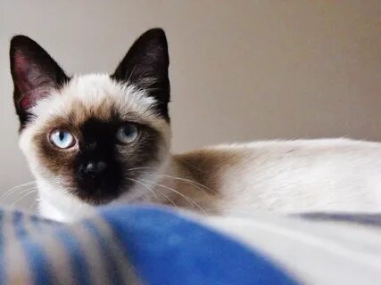 Кошка похожая на сиамскую