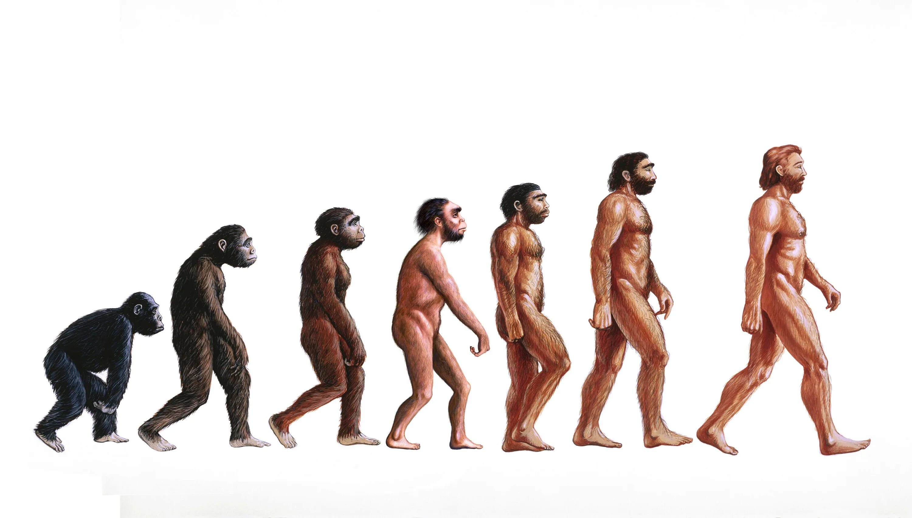 Эволюция образа. Хомо сапиенс сапиенс. Человек разумный homo sapiens. Гомосапиенс сапиенс хомо. Эволюция человека хомо сапиенс.