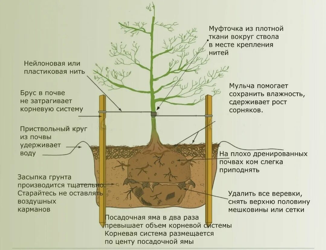 Инструкция по посадке дерева. Посадка дерева в разрезе. Проект по посадке деревьев. Инструкция по посадке саженцев.