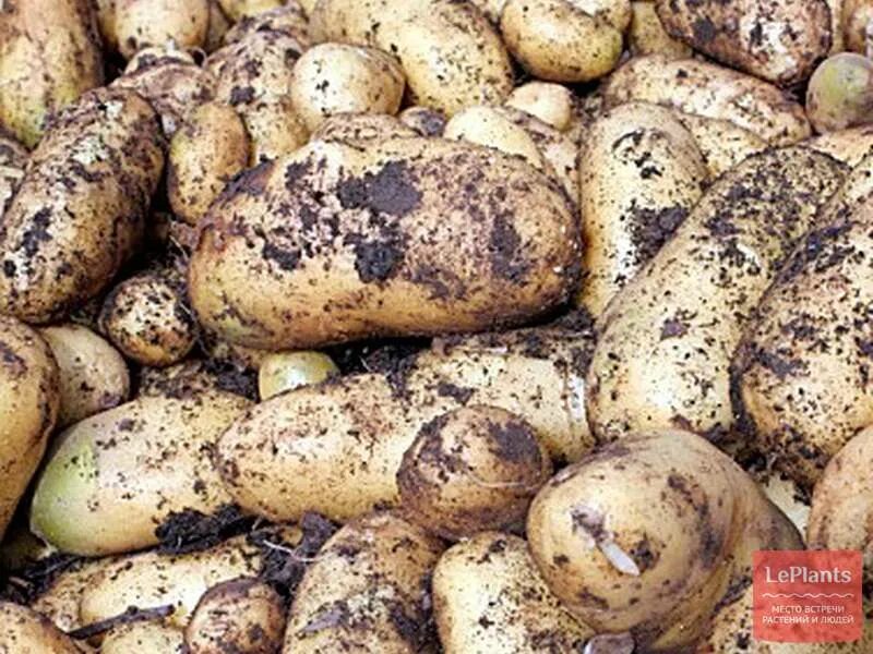 Картофель сорт лапоть отзывы. Сибирский лапоть сорт картофеля. сорт картофеля кубанка. сорт картошки сибирский лапоть. сорт картофеля лапоть.