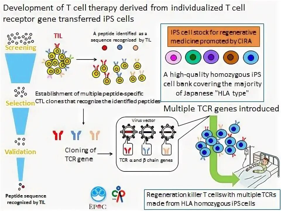 Transfer cell. Transfer cell