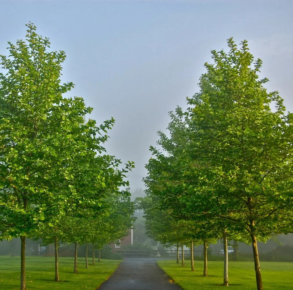I see trees