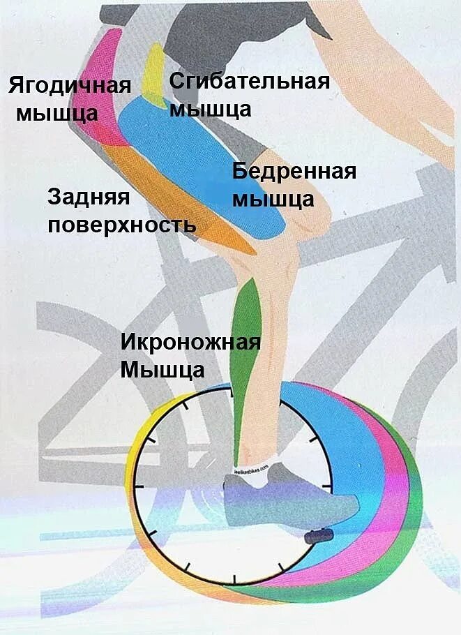 Велотренажер группы мышц. Тренажер велосипед группы мышц. Работа мышц на велотренажере. Тренажер велосипед группы мышц. Велотренажер мышцы.