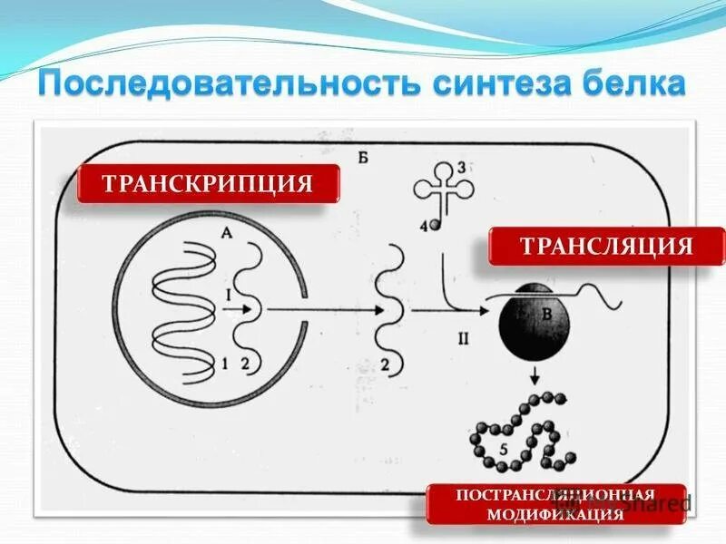 Первый этап биосинтеза. Синтез белка транскрипция и трансляция. Этапы транскрипции биосинтеза белка. Трансляция и транскрипция в биологии схема. Этапы биосинтеза белка схема.