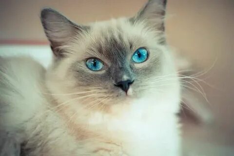 Котики с красивыми глазами