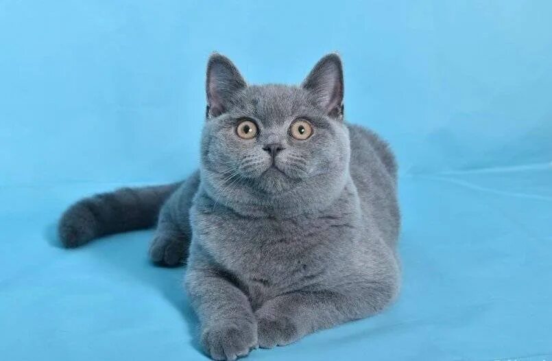 Скоттиш страйт кошка голубая. Шотландская прямоухая голубая. Шотландская кошка страйт. Шотландская голубая кошка прямоухая. Кота страйке