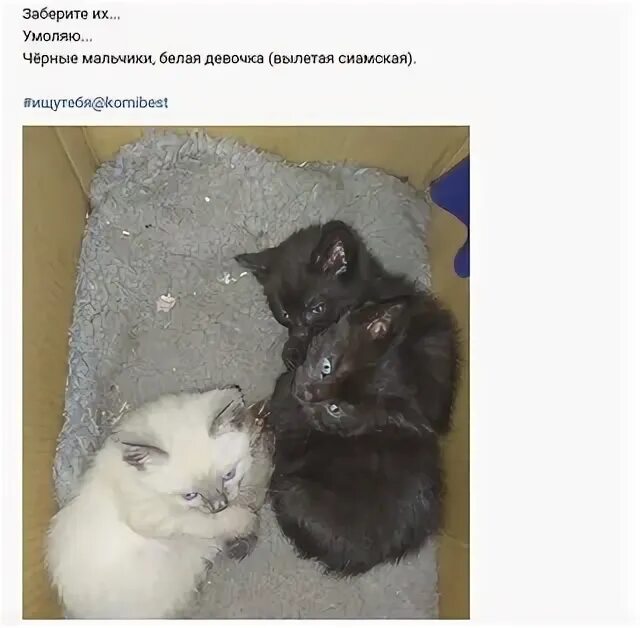 Месяц котятам можно отдавать. Когда можно отдавать котят от кошки. Когда можно забирать котенка. Котята когда можно забирать от мамы. Когда можно забирать котенка от кошки.