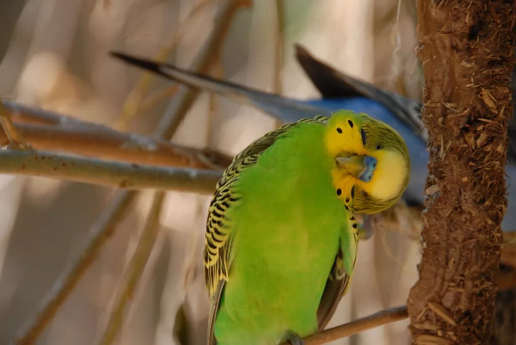 Попугайчики. Пение попугаев. Parrot волнистый. Говорящий волнистый попугай.