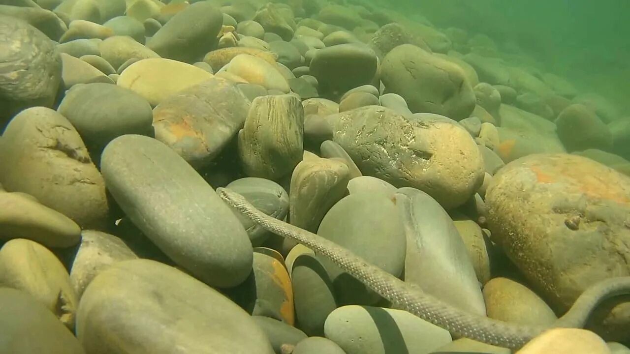 Змеи в анапе в море. Морские змеи в Анапе. Морские змеи Утриш. Морская змея в черном море Анапа. Змеи в Утрише.