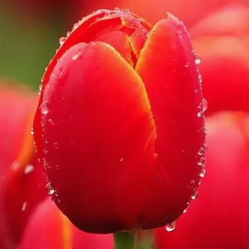 Тюльпаны срезка. Тюльпаны "старгейзер". Тюльпан сорт antarctica. Тюльпаны якутск. ).