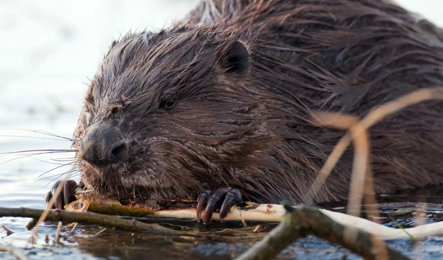 Семья бобр бобриха бобрята. Бобр ондатра выдра. Речной бобр западносибирский подвид. Речной бобр западносибирский подвид. Речной бобр западносибирский подвид.