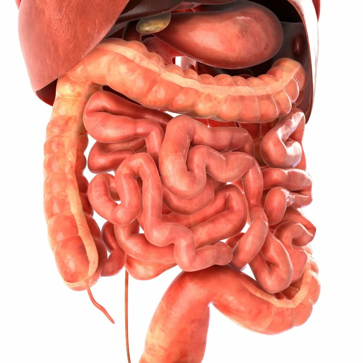 Internal organs. Органы без фона реалистичные.