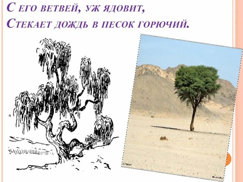 Анчар стоит один во всей вселенной. Дерево анчар пушкин. анчар стихотворение пушкина. анчар пушкин стихотворение. анчар иллюстрации к стихотворению.