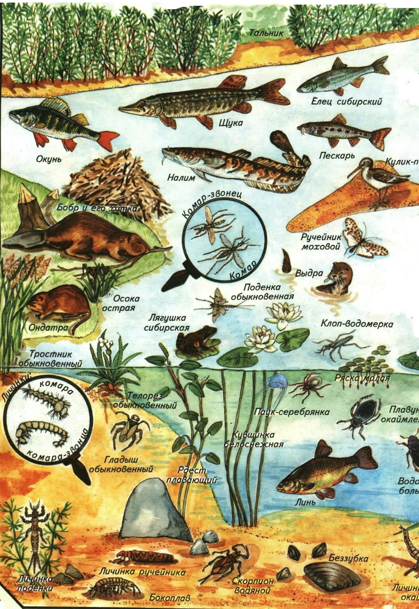 Обитатели озера. Животный мир водоемов. Обитатели пруда. Обитатели пресноводных водоемов.