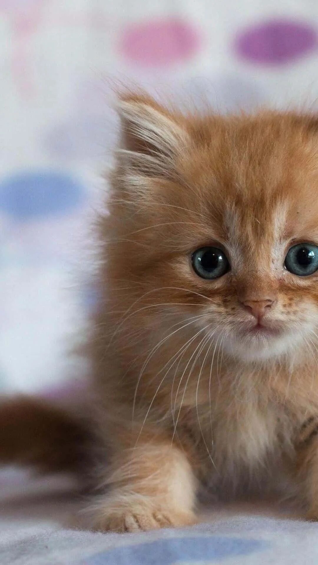 Живые котята. Гуляющий кот в телефоне. Живые коты. Неоновая кошка. Алиса в стране чудес чеширский кот.