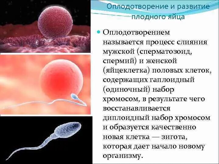 Оплодотворение стадии развития плода. Процесс оплодотворения и развития плодного яйца. Оплодотворение яйцеклетки. Сперматозоид и яйцеклетка. Оплодотворение только при наличии воды