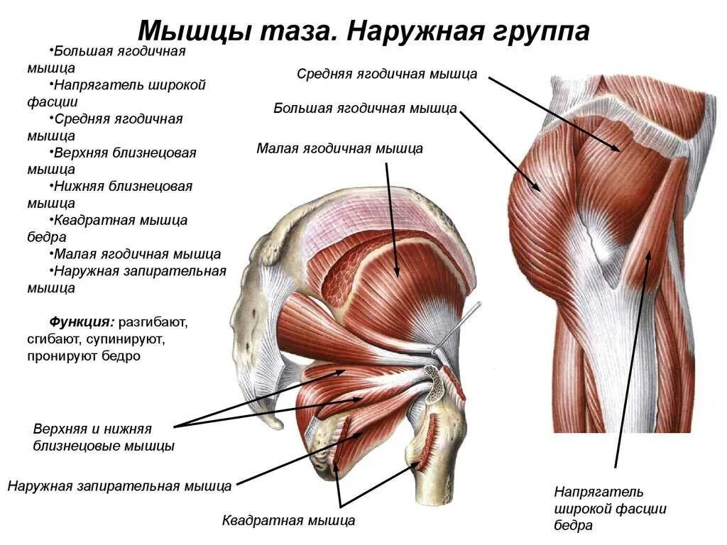 Большая и малая складка. Мышцы таза наружная группа. малая ягодичная мышца таза. большая ягодичная мышца таза. мышцы таза вид сзади анатомия.