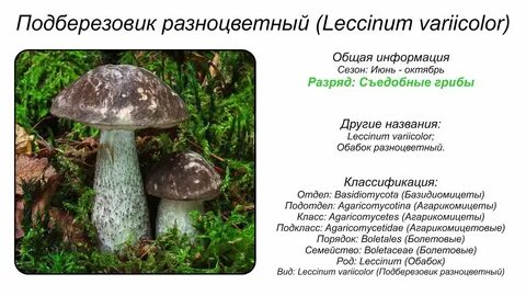 Подберезовики падеж