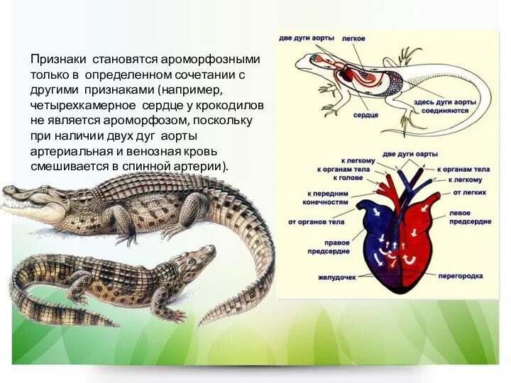 Ароморфозы класса пресмыкающихся. Сердце крокодила. Ароморфозы земноводных. Сердце крокодилов. Ароморфозы крокодила.