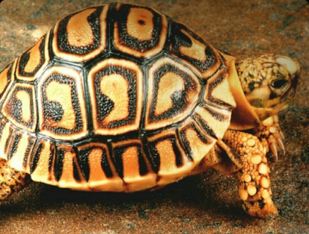 черепаха-гигант матамата. необычных черепах. Diamondback terrapin. мадагаскарская паучья черепаха. пантеровая черепаха.