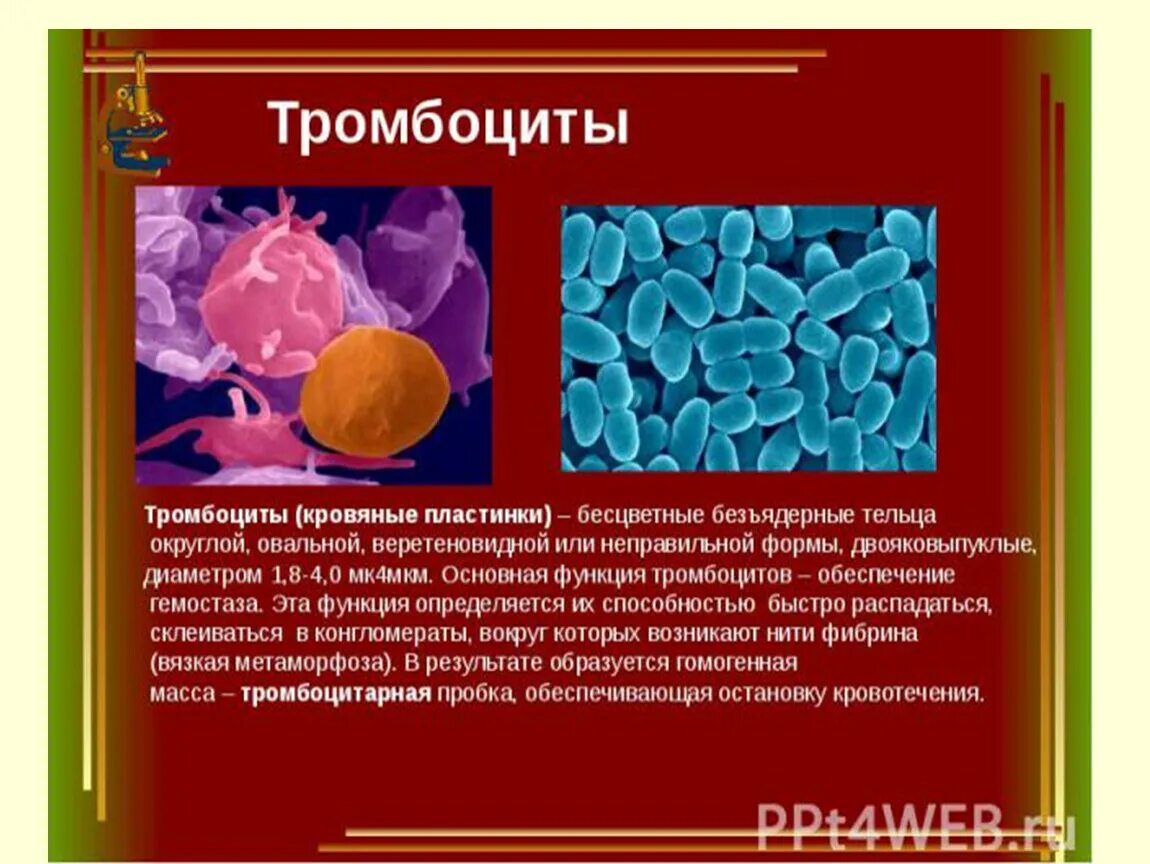 Лечение повышенных тромбоцитов в крови. Тромбоциты в крови биология 8 класс. Форма клетки тромбоцитов у человека. Тромбоциты цвет и функции. Тромбоциты какого цвета в крови человека.