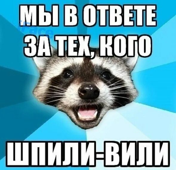 Картинки вить. Енот лох. Енот отсасывает. Шпили вили картинки. Енот обнимает енота.