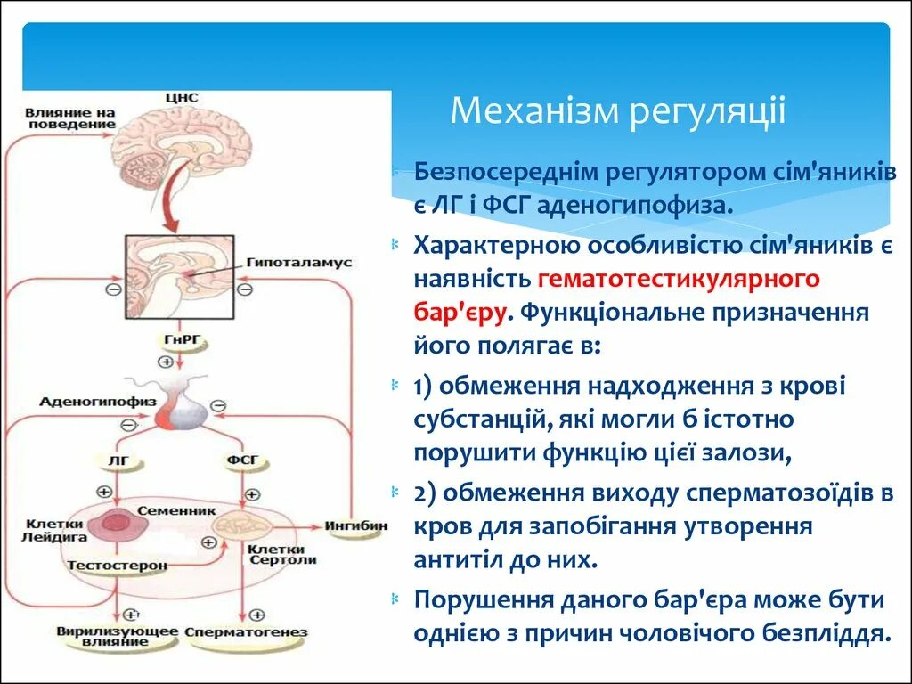 Какие гормоны регулируют обмен веществ. Регуляция функций мужских половых гормонов схема. Регуляция секреции половых гормонов. Схема регуляции половых гормонов. Уровни регуляции гормонов.