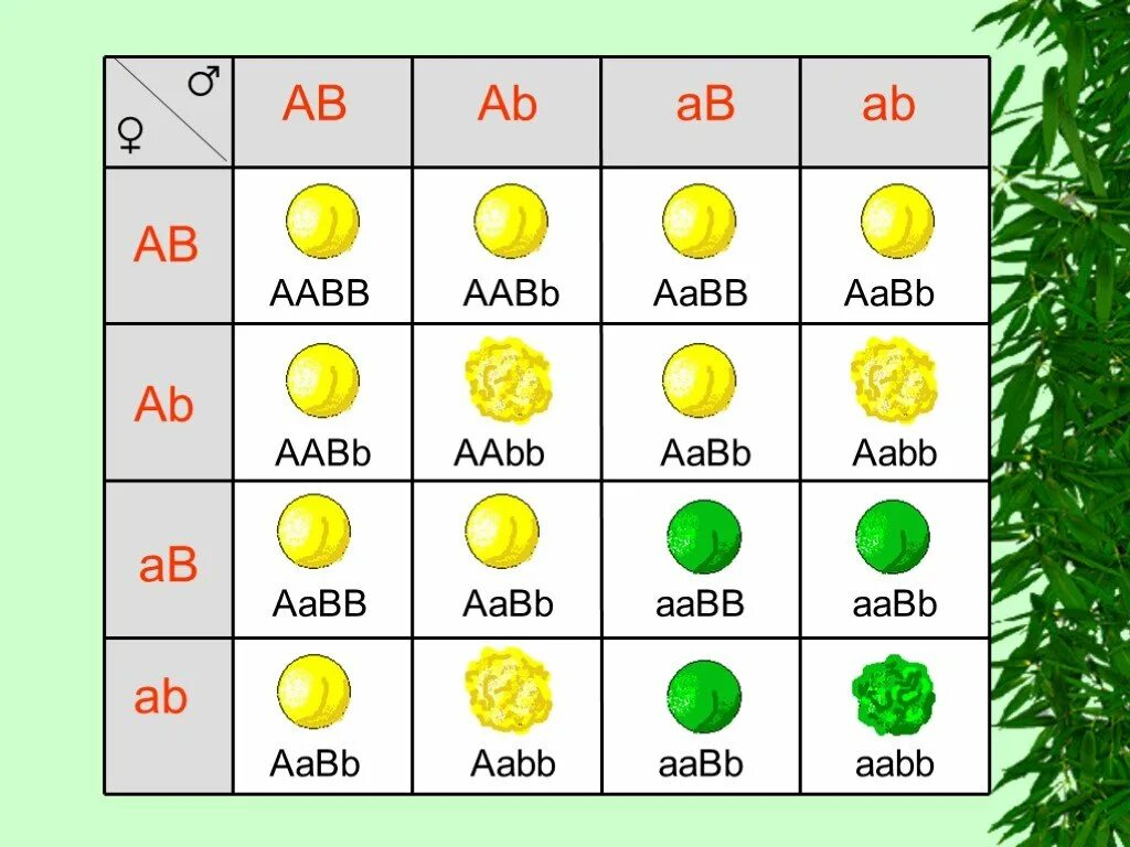 Aabb aabb полное доминирование. Решетка дигибридного скрещивания. Решетка Пеннета для дигибридного скрещивания. Решетка Пеннета по 3 закону Менделя. Закон Менделя решетка Пеннета.