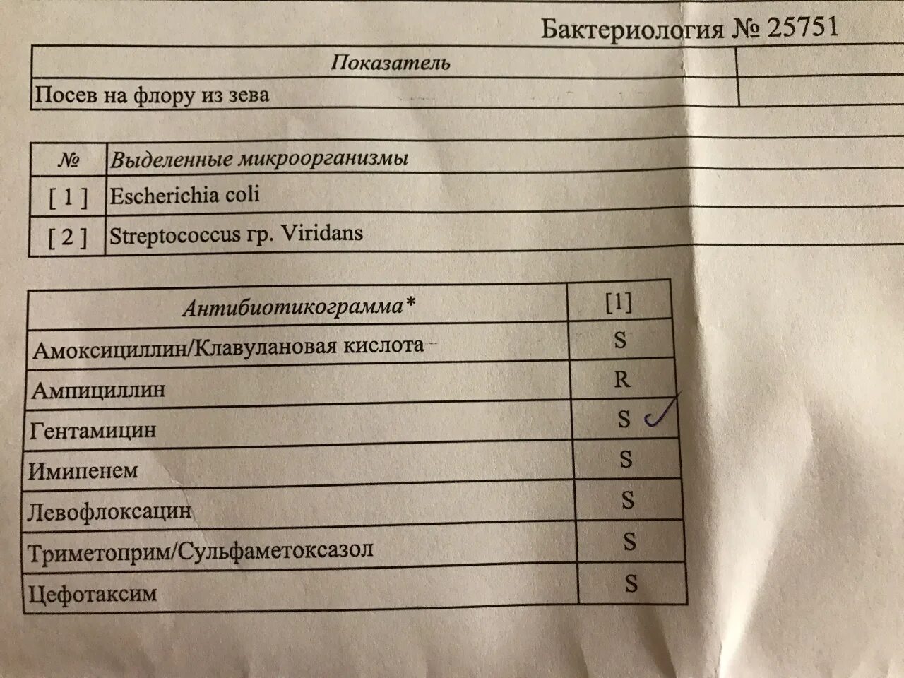 Посев мочи форум. Бак посев мочи escherichia coli 10 4. посев на флору у женщин. бак посев мочи норма. посев мочи на флору норма.