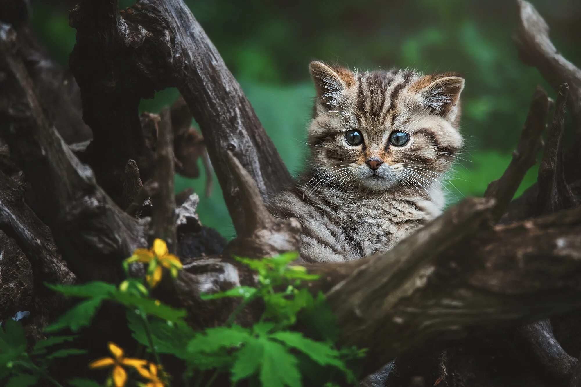 Европейский лесной кот котенок. Европейская дикая лесная кошка. Европейский лесной кот камышовый. Котята лесной кошки. Норвежская лесная кошка котята.