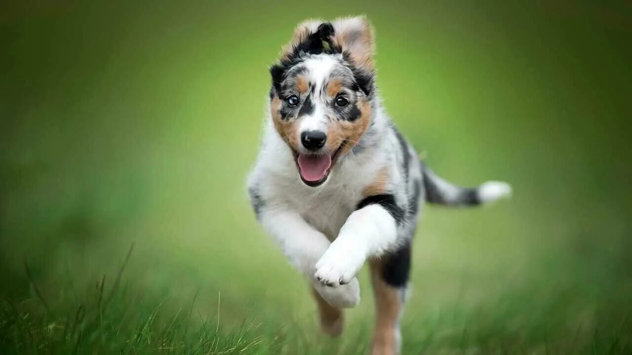 борзая азавак. уиппет собака. спортивные собаки. испанский гальго. щенки speed up.