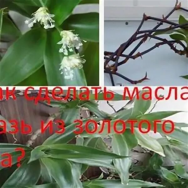 Колена золотого уса